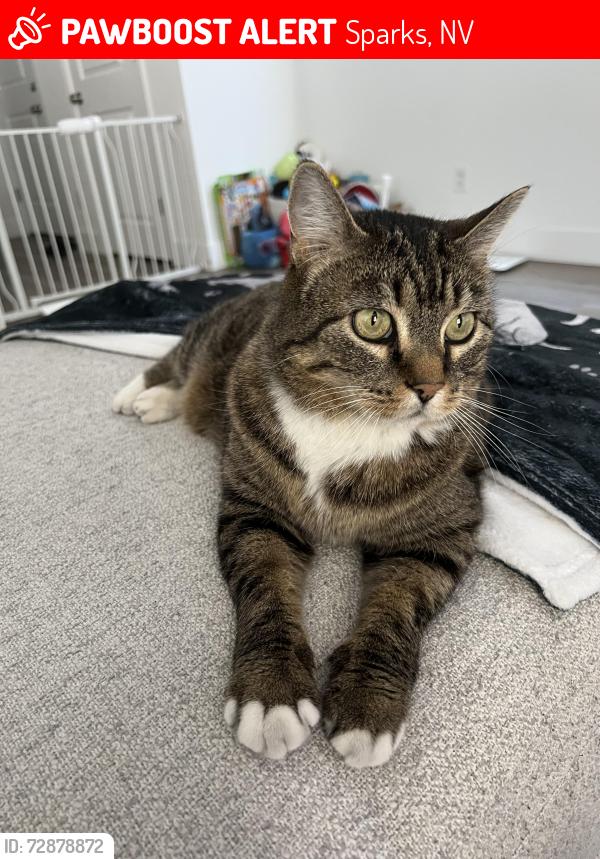 Lost Female Cat last seen Sparks Marina RV Park, Sparks, NV 89434