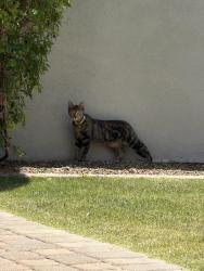 Found/Stray Unknown Cat last seen Near n 85th st, Scottsdale, AZ 85250