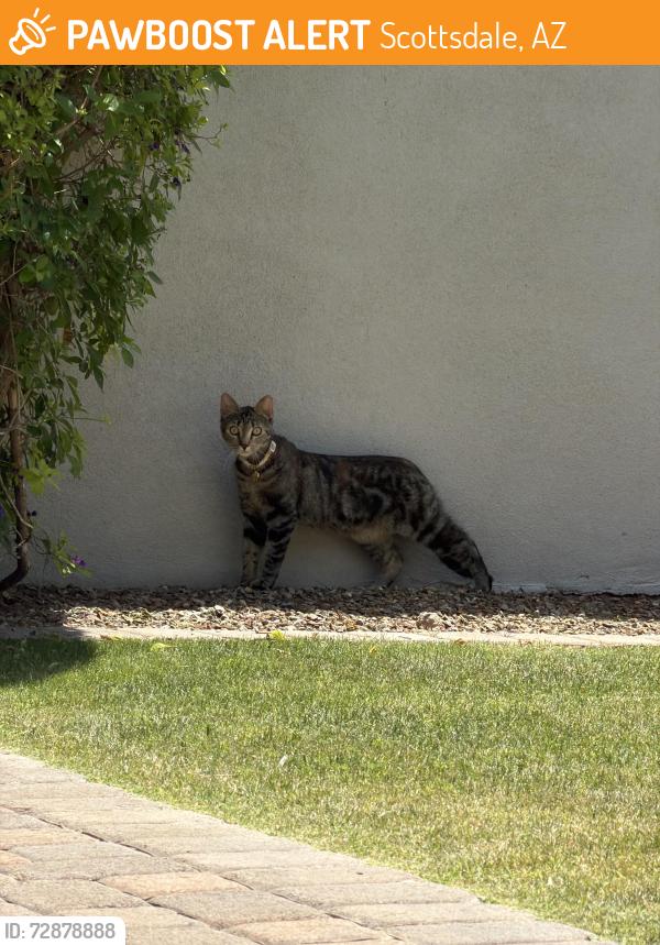 Found/Stray Unknown Cat last seen Near n 85th st, Scottsdale, AZ 85250