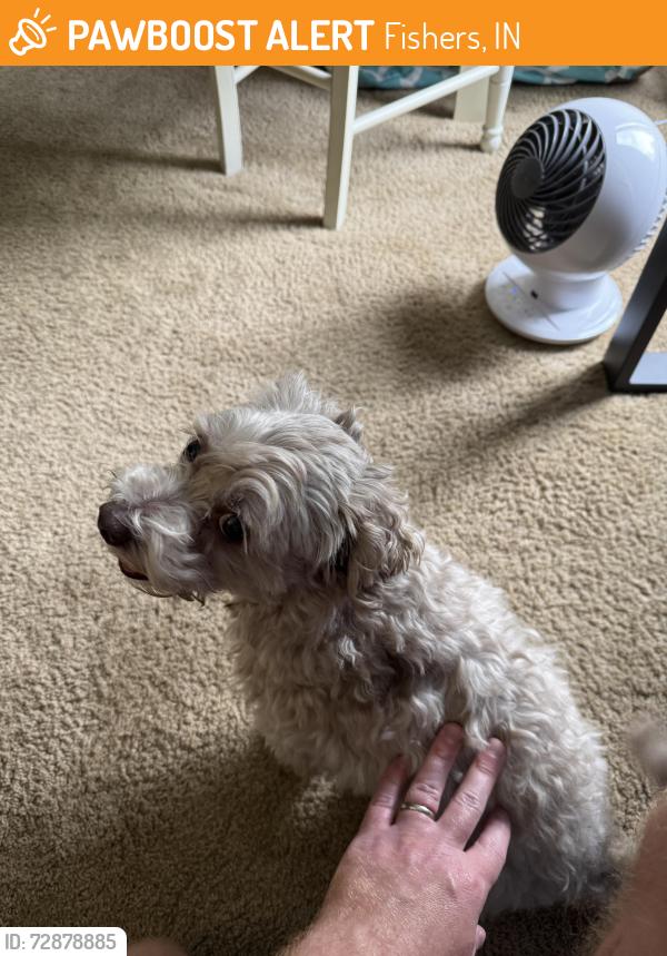 Found/Stray Unknown Dog last seen Holland Park, Fishers, IN 46038