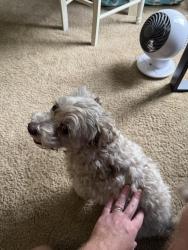 Found/Stray Unknown Dog last seen Holland Park, Fishers, IN 46038
