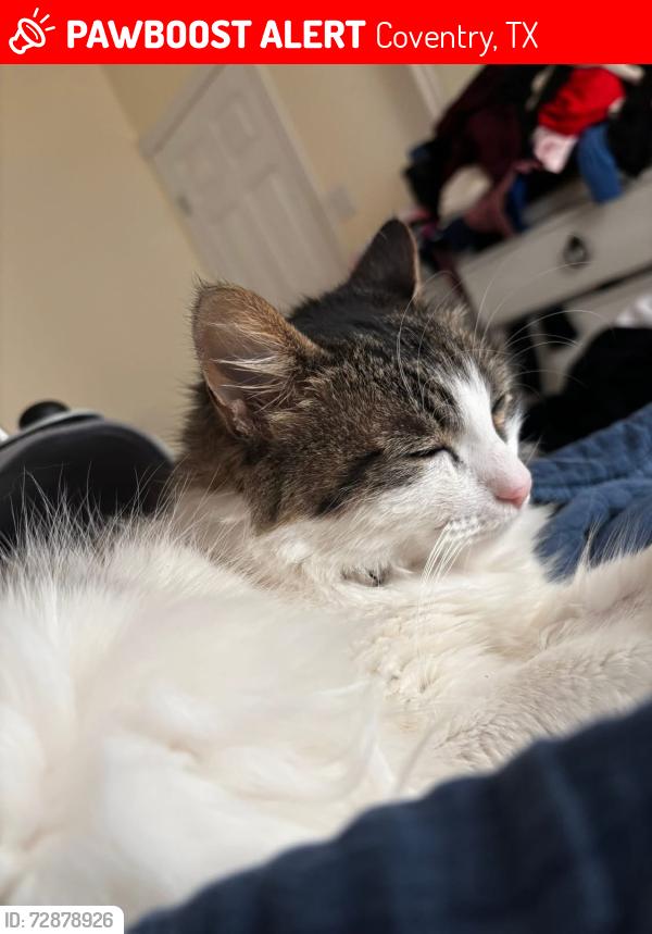 Lost Female Cat last seen Nicholforest Lane, Spring, Tx, Usa, Coventry, TX 77389