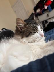 Lost Female Cat last seen Nicholforest Lane, Spring, Tx, Usa, Coventry, TX 77389