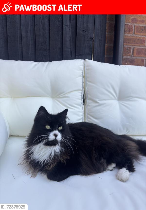 Lost Female Cat last seen Bromyard Road , Worcestershire, England WR2 5QH