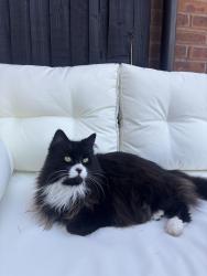 Lost Female Cat last seen Bromyard Road , Worcestershire, England WR2 5QH