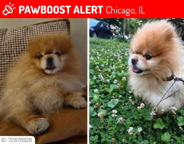 Lost Male Dog last seen Rockwell & Ardmore, Chicago, IL 60659