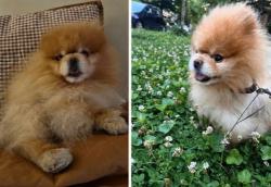 Lost Male Dog last seen Rockwell & Ardmore, Chicago, IL 60659
