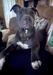 Lost Male Dog last seen Halls Mill Road, Government Blvd , Mobile, AL 36608