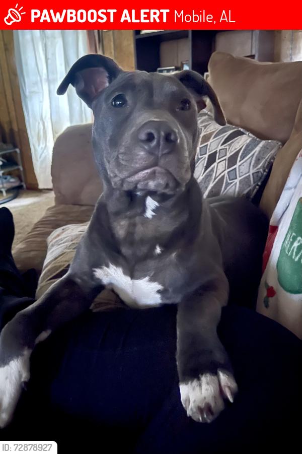 Lost Male Dog last seen Halls Mill Road, Government Blvd , Mobile, AL 36608