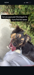 Found/Stray Female Dog last seen Near S Gage Avenue , Los Angeles, CA 90023