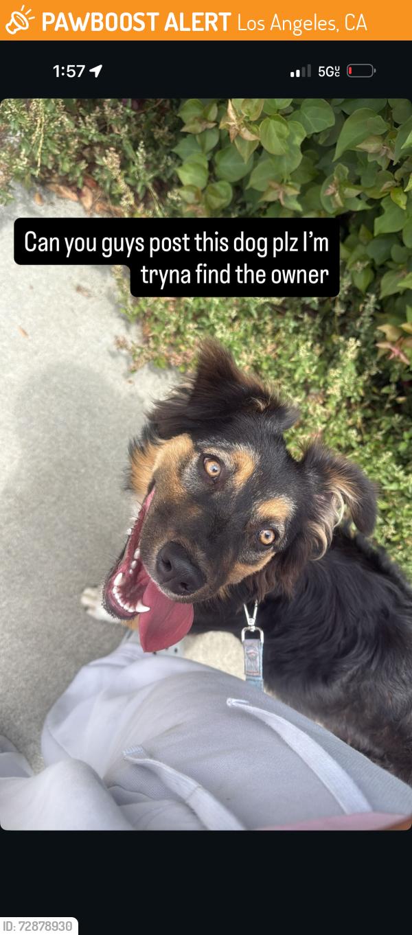Found/Stray Female Dog last seen Near S Gage Avenue , Los Angeles, CA 90023