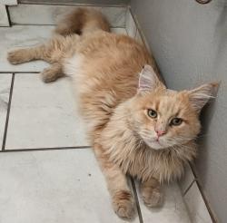 Lost Male Cat last seen 96th & Lou Drive near McAllister Park, Thornton, CO 80260