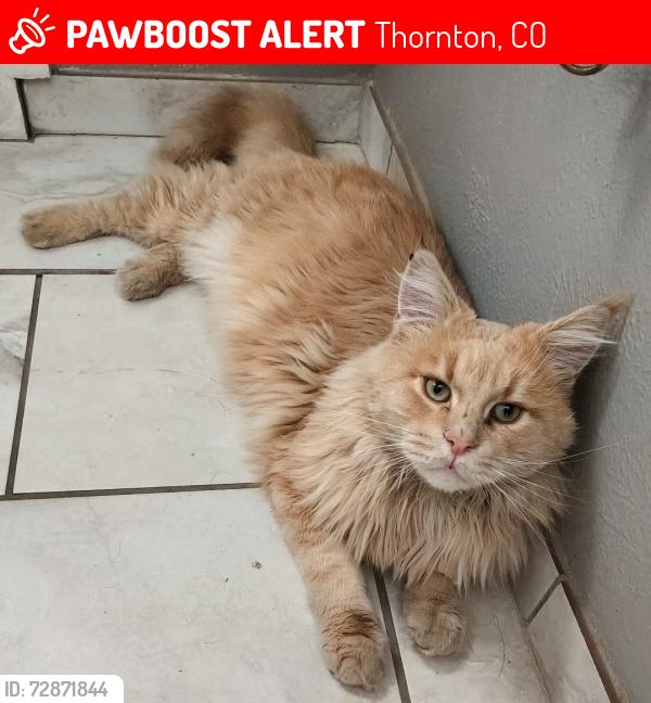 Lost Male Cat last seen 96th & Lou Drive near McAllister Park, Thornton, CO 80260