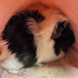 Shelter Stray Female Other last seen , Tampa, FL 33607