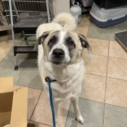 Shelter Stray Female Dog last seen , 4500 N Access Rd, Chattanooga, TN 37415, USA