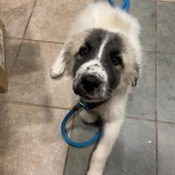 Shelter Stray Female Dog last seen , 4500 N Access Rd, Chattanooga, TN 37415, USA