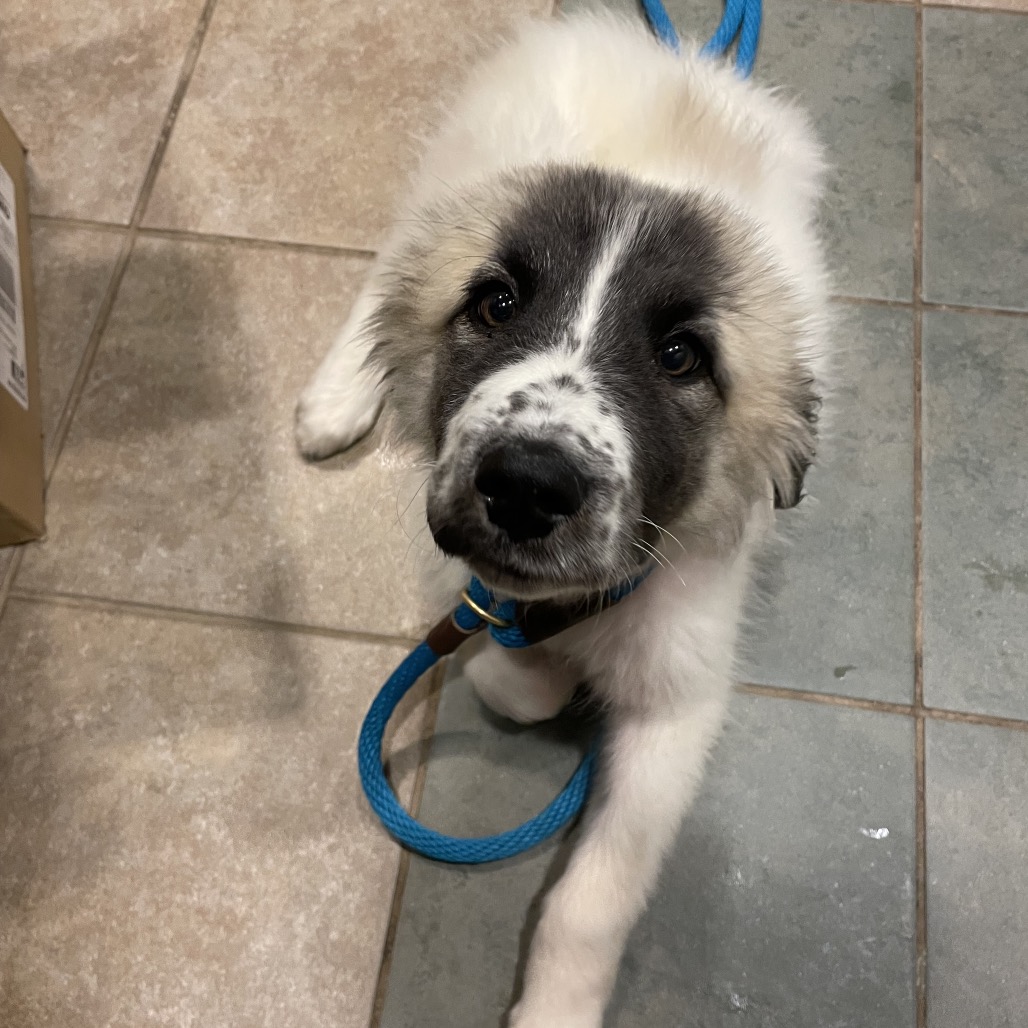 Shelter Stray Female Dog last seen , 4500 N Access Rd, Chattanooga, TN 37415, USA