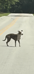 Found/Stray Unknown Dog last seen River shore lane, Stella, nc, Carteret County, NC 28582