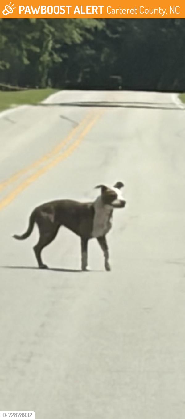 Found/Stray Unknown Dog last seen River shore lane, Stella, nc, Carteret County, NC 28582