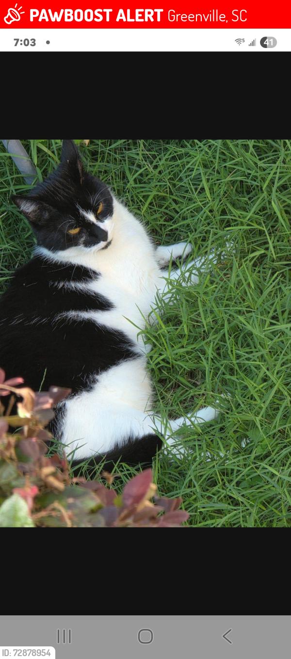 Lost Female Cat last seen Pelham rd and blacks rd, Greenville, SC 29615