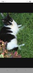 Lost Female Cat last seen Pelham rd and blacks rd, Greenville, SC 29615
