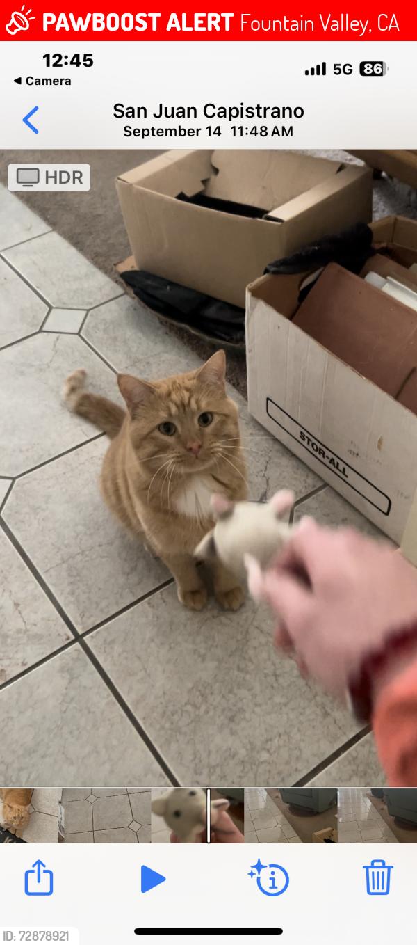 Lost Male Cat last seen Across from mile high park on edinger and between Euclid and Ward, Fountain Valley, CA 92708