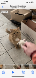 Lost Male Cat last seen Across from mile high park on edinger and between Euclid and Ward, Fountain Valley, CA 92708