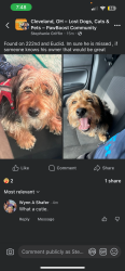Found/Stray Male Dog last seen 222nd, Euclid, OH 44123