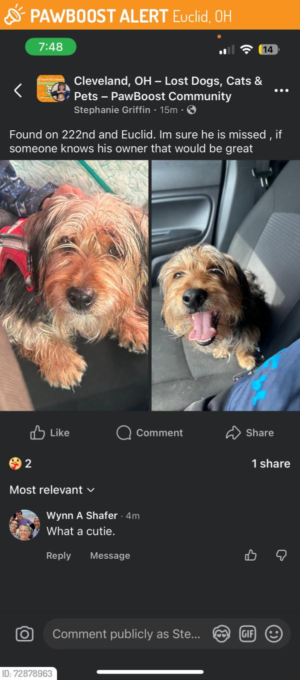 Found/Stray Male Dog last seen 222nd, Euclid, OH 44123