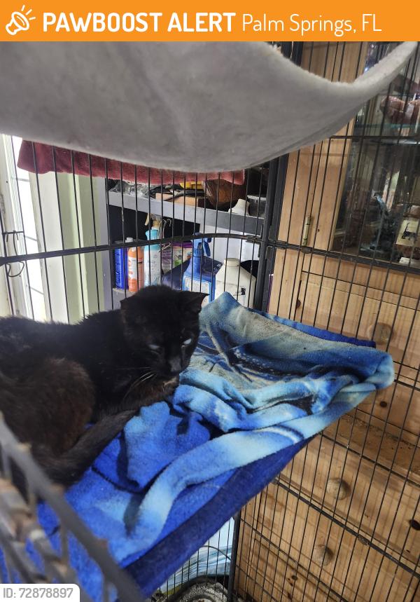 Found/Stray Unknown Cat last seen 10th Ave north and Kirk Road , Palm Springs, FL 33461