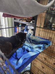 Found/Stray Unknown Cat last seen 10th Ave north and Kirk Road , Palm Springs, FL 33461
