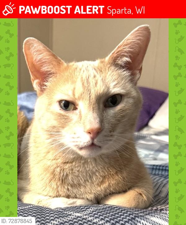 Lost Male Cat last seen Iband Ave Sparta mobile  park, Sparta, WI 54656