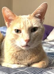 Lost Male Cat last seen Iband Ave Sparta mobile  park, Sparta, WI 54656