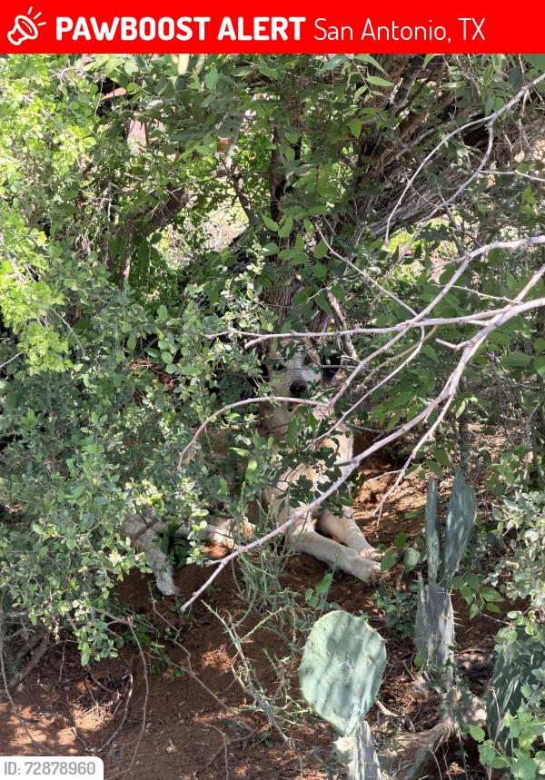 Lost Female Dog last seen Near the construction entrance on Neal rd and old Neal rd , San Antonio, TX 78221