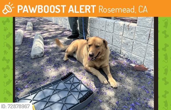 Found/Stray Unknown Dog last seen Walnut Grove Ave and Klingerman St, Rosemead, CA 91770
