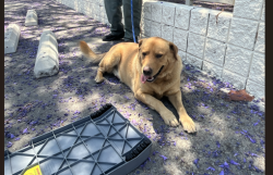 Found/Stray Unknown Dog last seen Walnut Grove Ave and Klingerman St, Rosemead, CA 91770