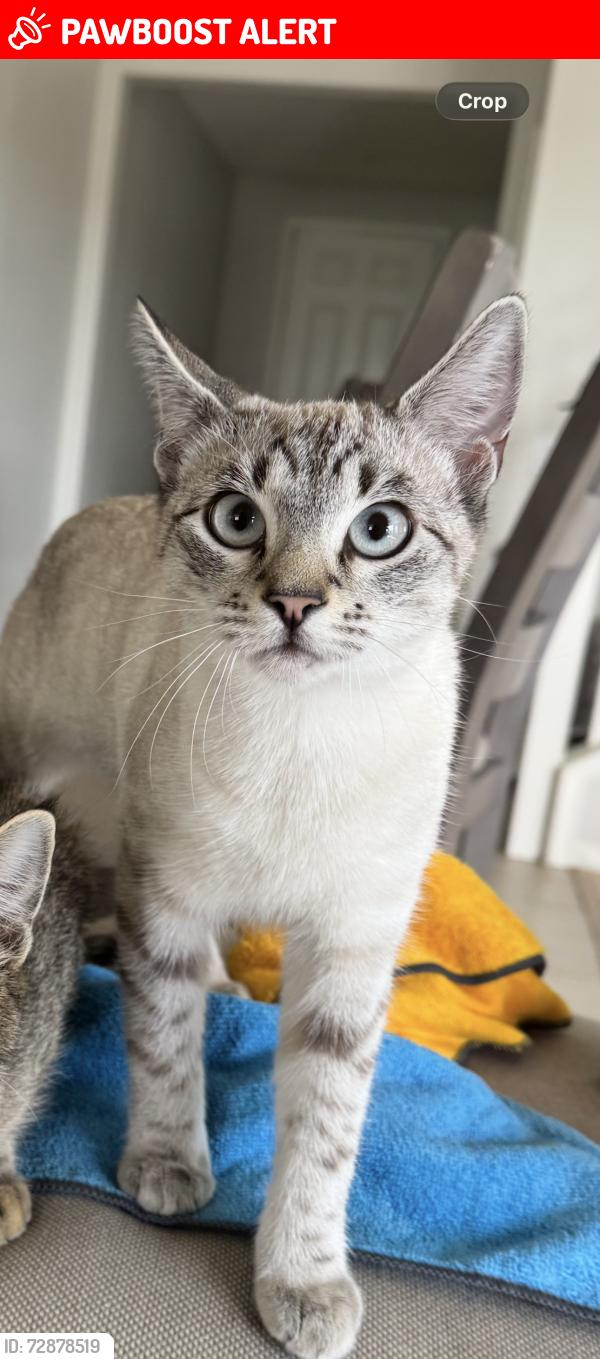 Lost Female Cat last seen Purroy and honey pine rd, Riverside County, CA 92563