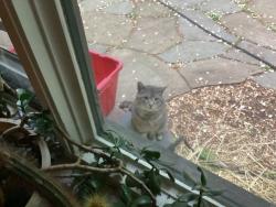 Found/Stray Unknown Cat last seen On Bristol road, near Bridgetown Pike intersection., Trevose, PA 19053