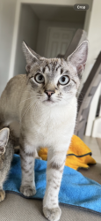 Lost Female Cat last seen Purroy and honey pine rd, Riverside County, CA 92563