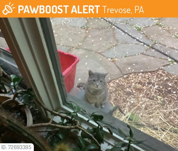 Found/Stray Unknown Cat last seen On Bristol road, near Bridgetown Pike intersection., Trevose, PA 19053