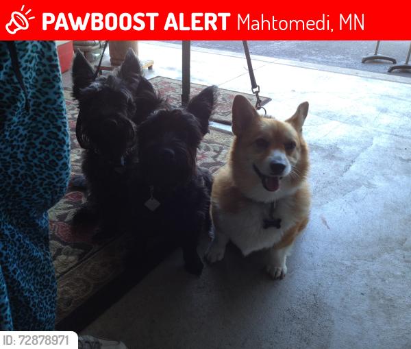 Lost Female Dog last seen 60th St.  and Long Lake Road, Mahtomedi, MN 55115
