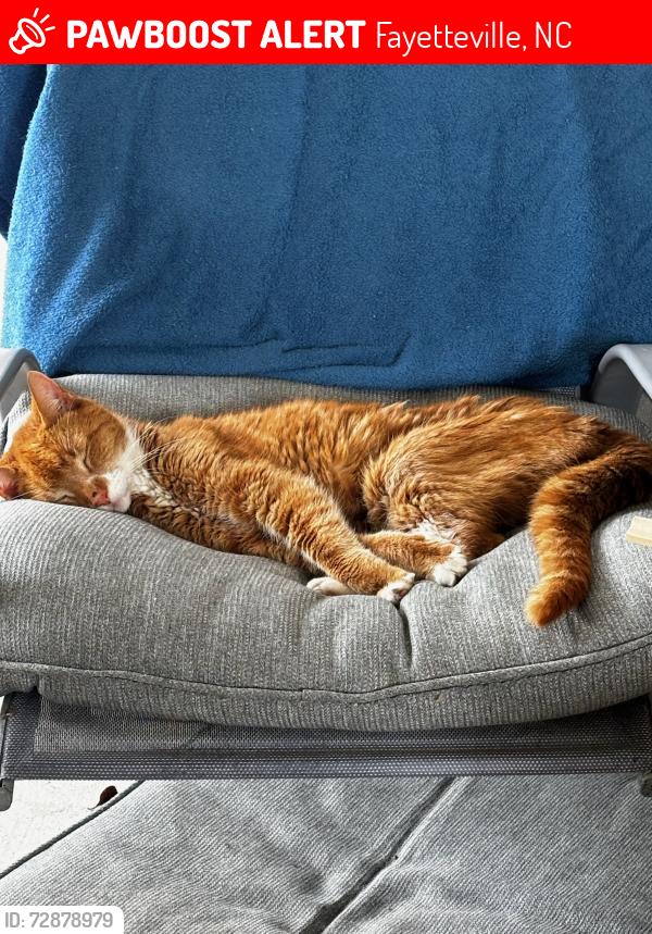 Lost Male Cat last seen Stratford Hills, Fayetteville, NC 28303