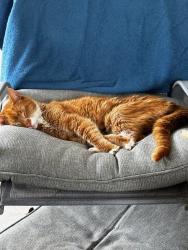 Lost Male Cat last seen Stratford Hills, Fayetteville, NC 28303