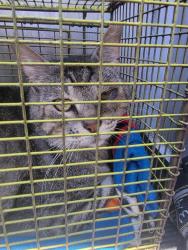 Shelter Stray Male Cat last seen MEDICAL DR, San Antonio, TX 78227