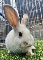 Shelter Stray Female Other last seen , San Francisco, CA 94103