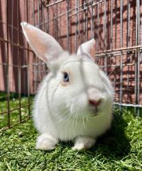 Shelter Stray Female Other last seen , San Francisco, CA 94103