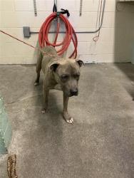 Shelter Stray Male Dog last seen 78TH ST & VANDENBURG, Sacramento, CA 95818