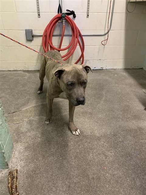 Shelter Stray Male Dog last seen 78TH ST & VANDENBURG, Sacramento, CA 95818