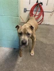 Shelter Stray Male Dog last seen 78TH ST & VANDENBURG, Sacramento, CA 95818