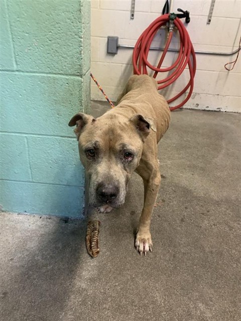 Shelter Stray Male Dog last seen 78TH ST & VANDENBURG, Sacramento, CA 95818
